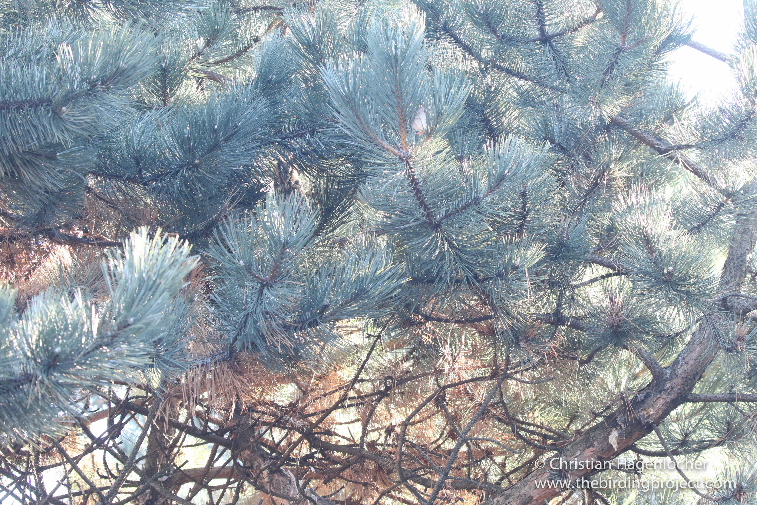 Can you spot the Long-eared Owl in this photo? 