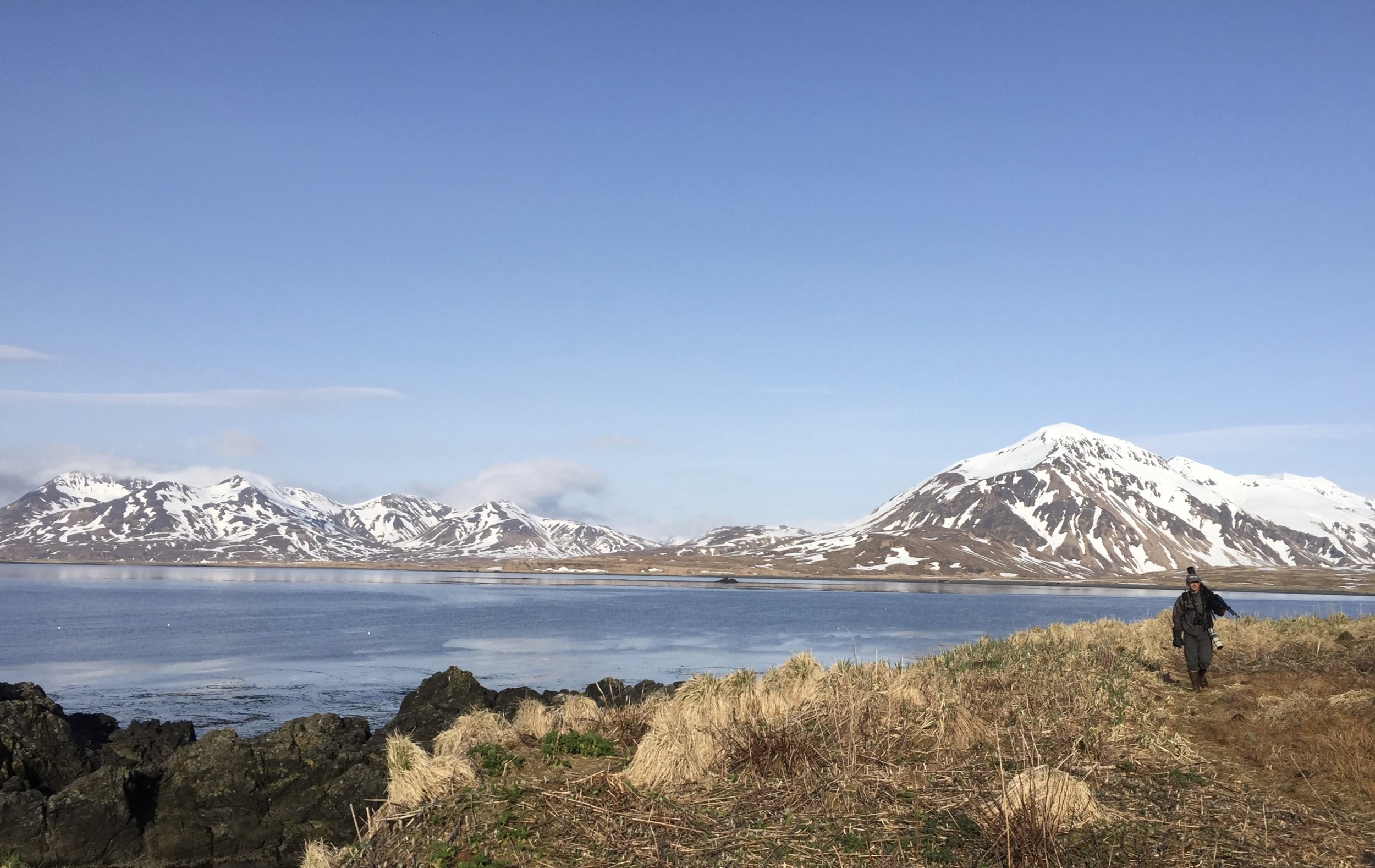 Birding Guide John Puschock has led trips to Attu 5 times, and return again in 2017. 