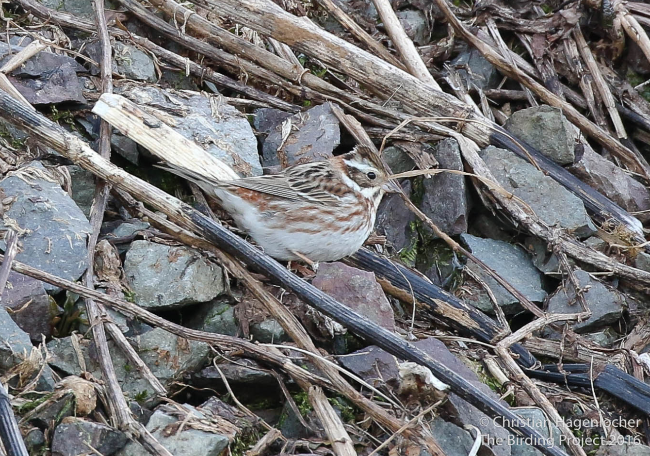 I saw maybe a dozen Rustic Buntings last spring on Attu! 