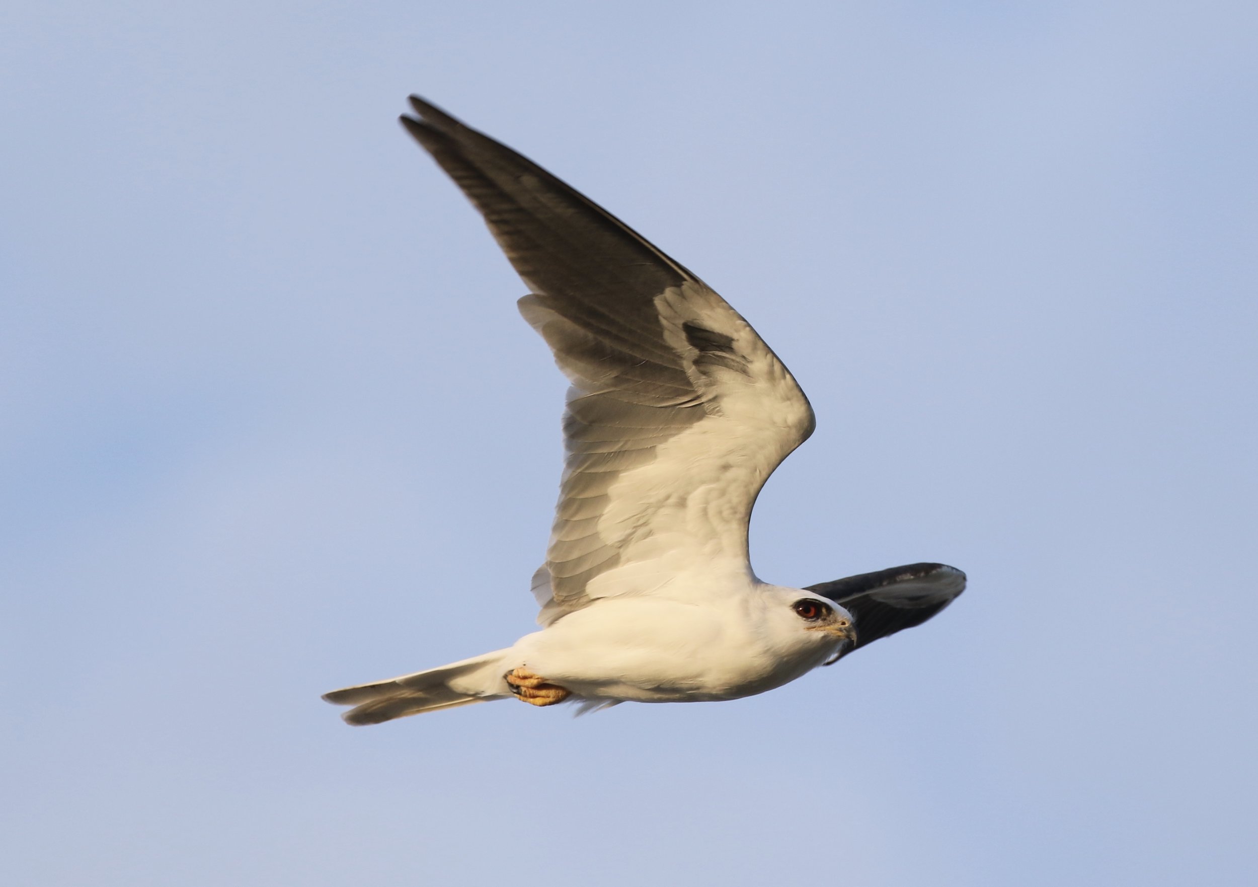 White-tailed Kite, Texas