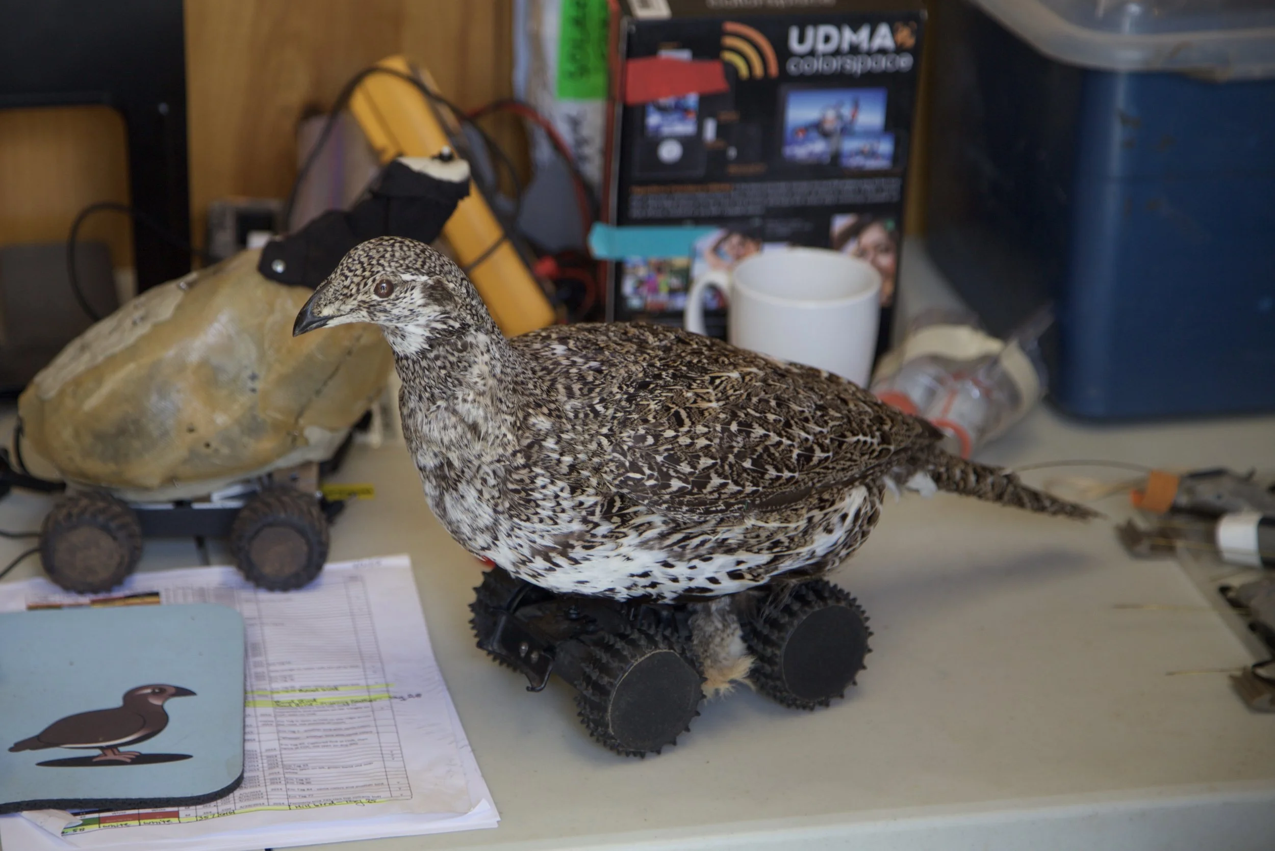 Robotic Sage Grouse are being used to learn about behavior and human disturbance