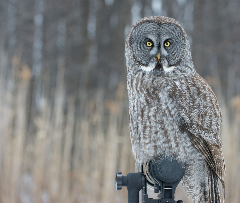 A Great Gray Owl perched on a photographer's lens in Canada. P hoto: The Afternoon Birder 