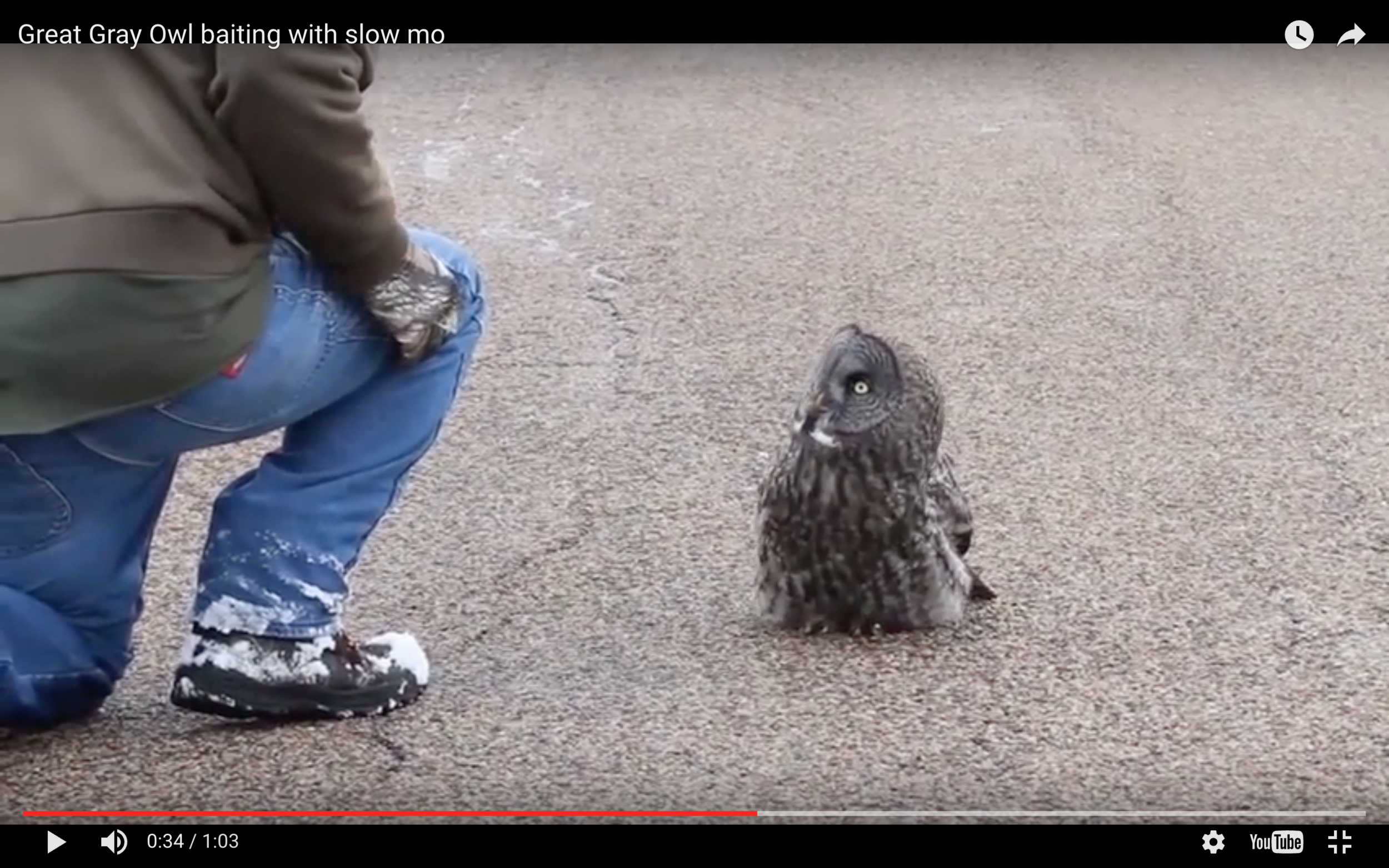Stills from the video of a taunted owl.