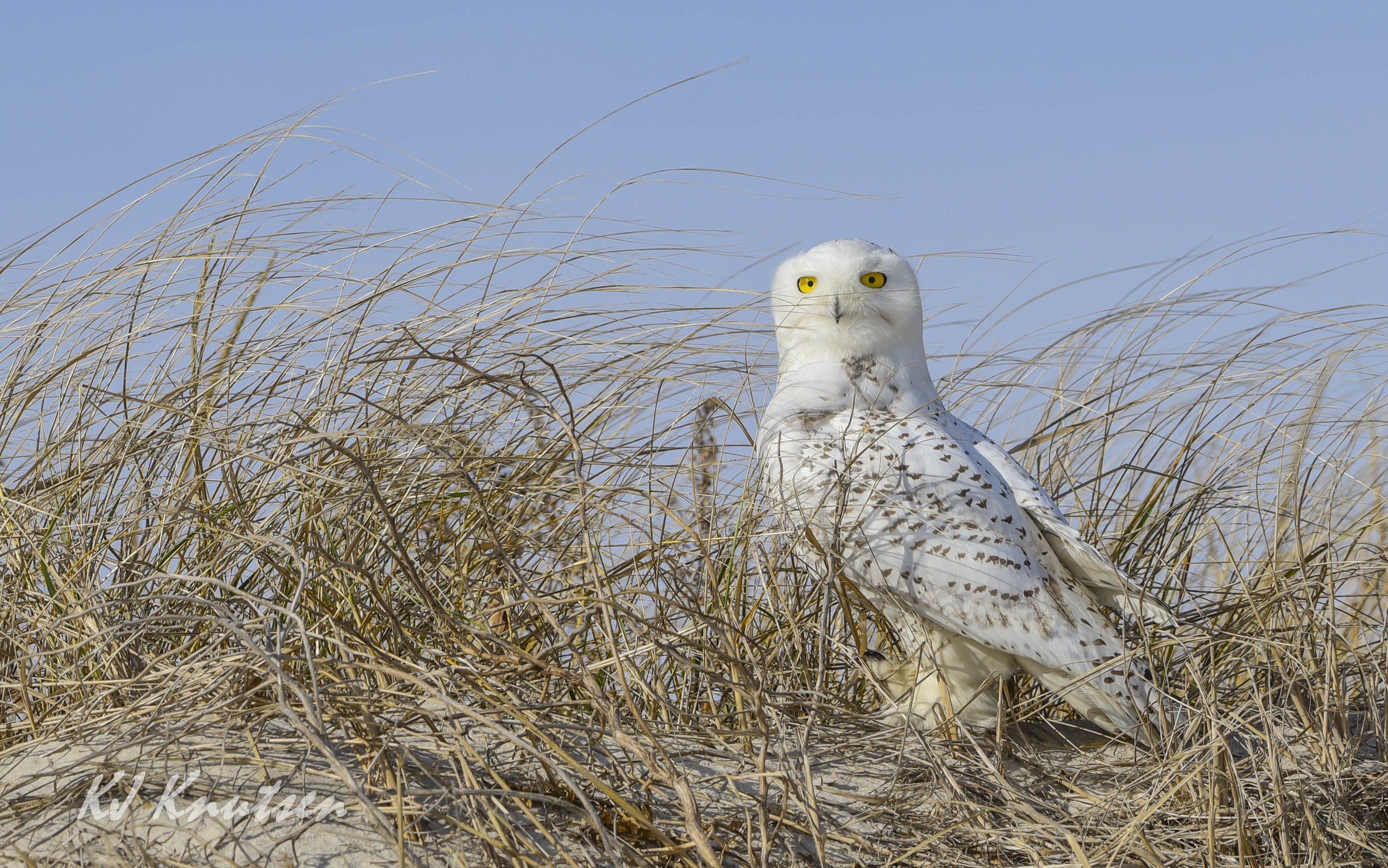 Snowy Owl 