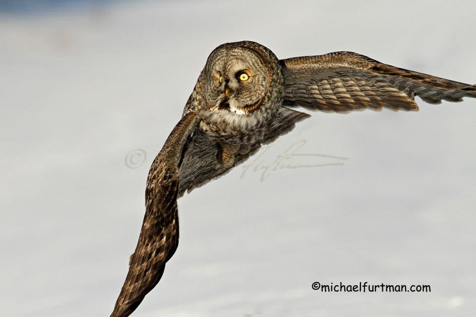 Great Gray Owl