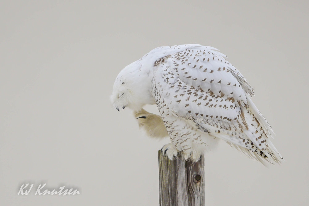 Snowy Owl, NJ