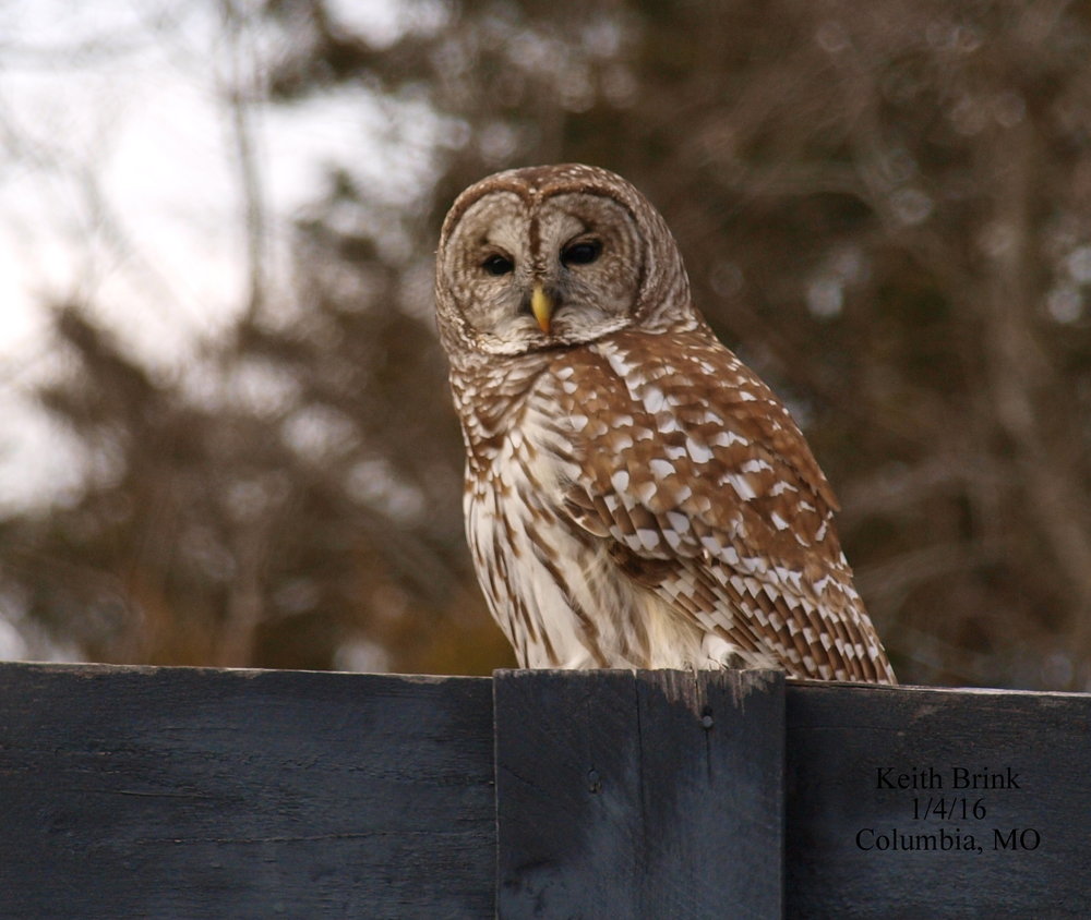 Barred Owl