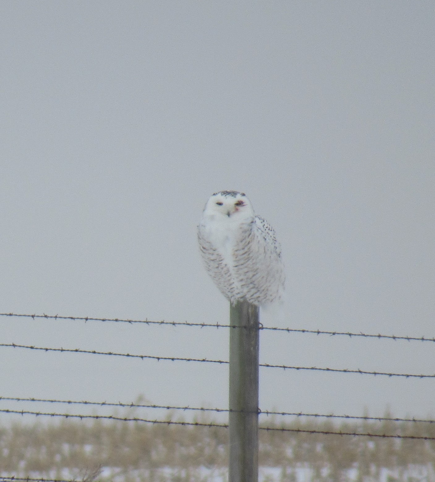 Snowy Owl