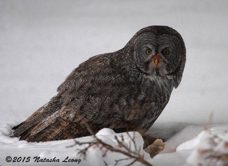 Great Gray Owl    Montana