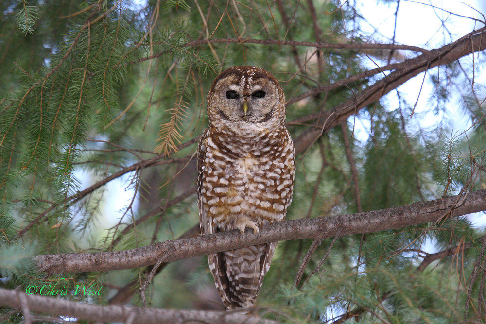 Spotted Owl  