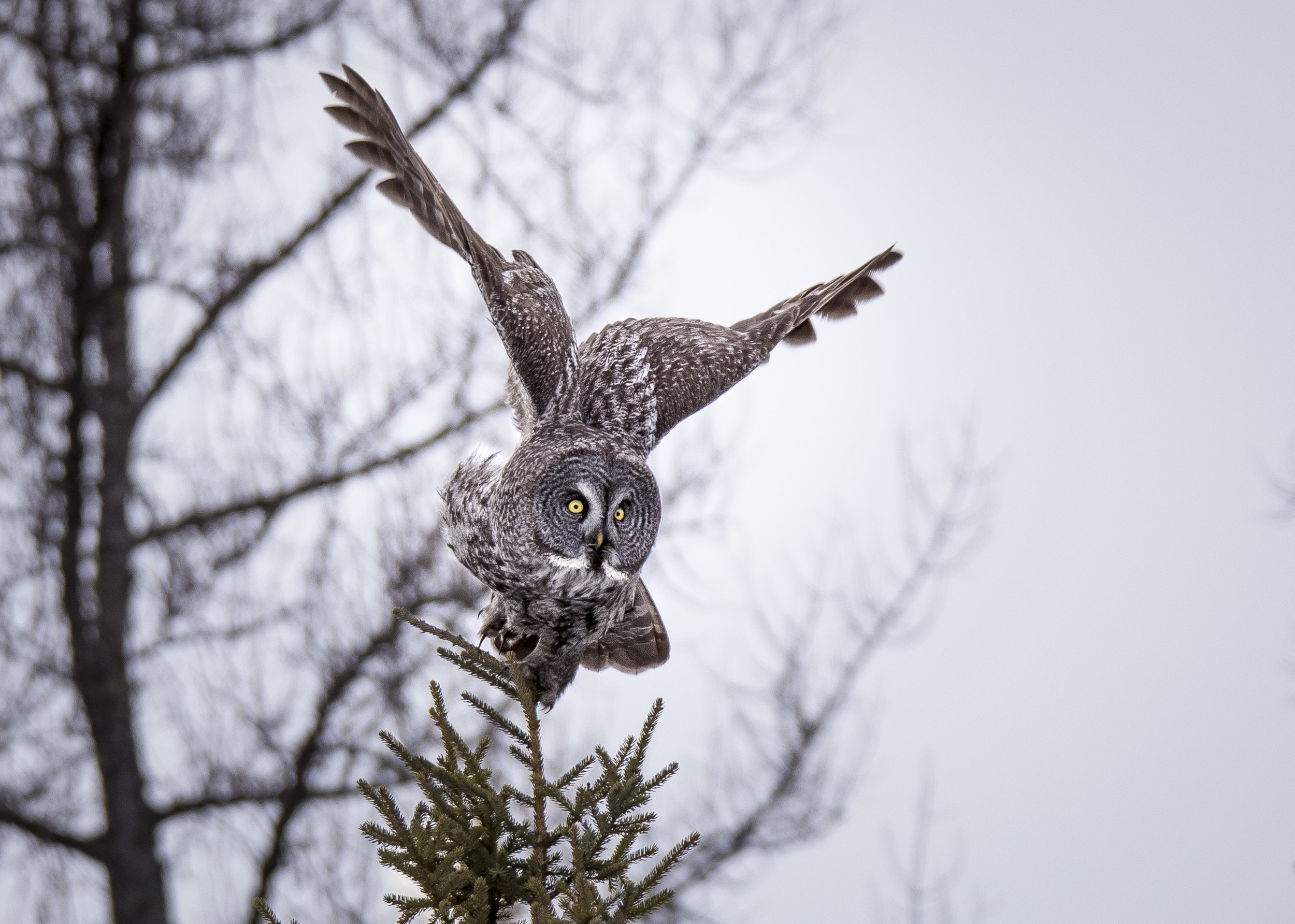 Photo by Justin Cale, of an un-baited Great Grey Owl. Many times these owls can be observed hunting wild rodents if the photographer has the patience and speed to keep up. 