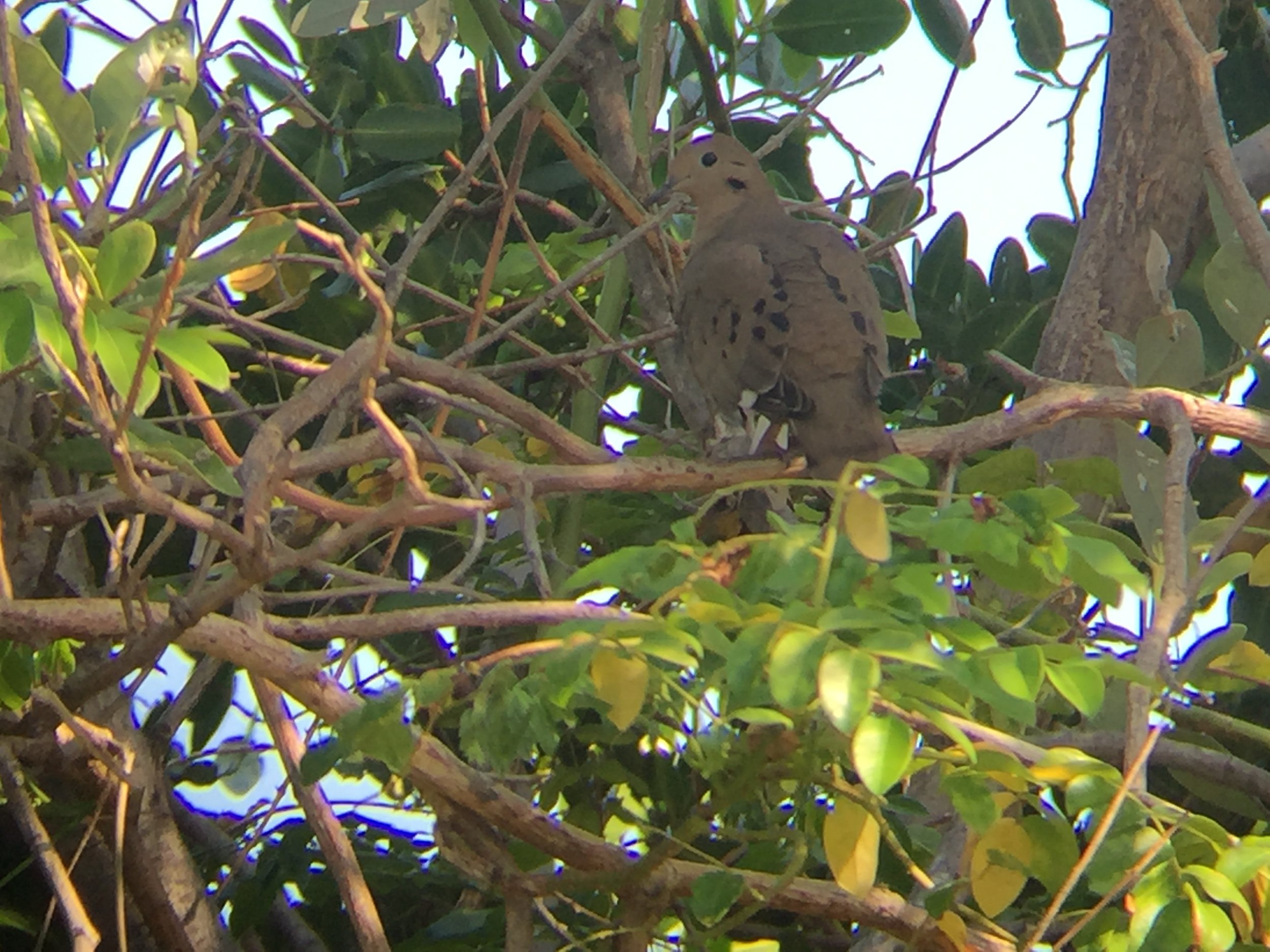 A quick digiscoped shot of the Zenaida dove on April 13th, after I nearly stepped on it. 