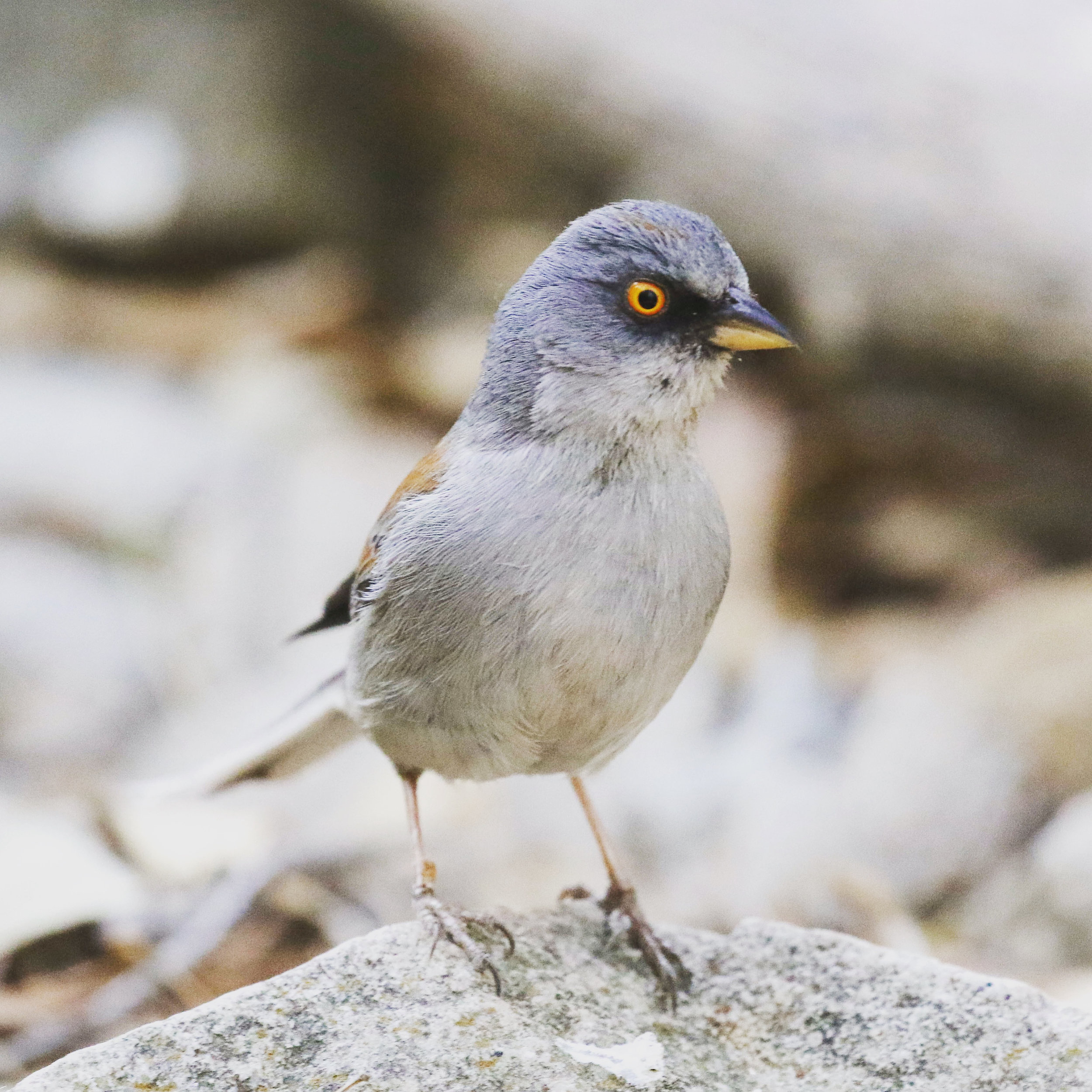 Yellow-eyed Junco, Arizona 2016