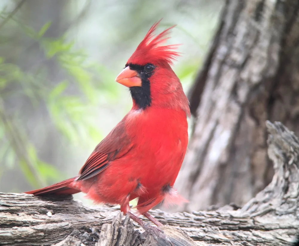 3 Things You Need To Know About Yellow Cardinals The Birding Project