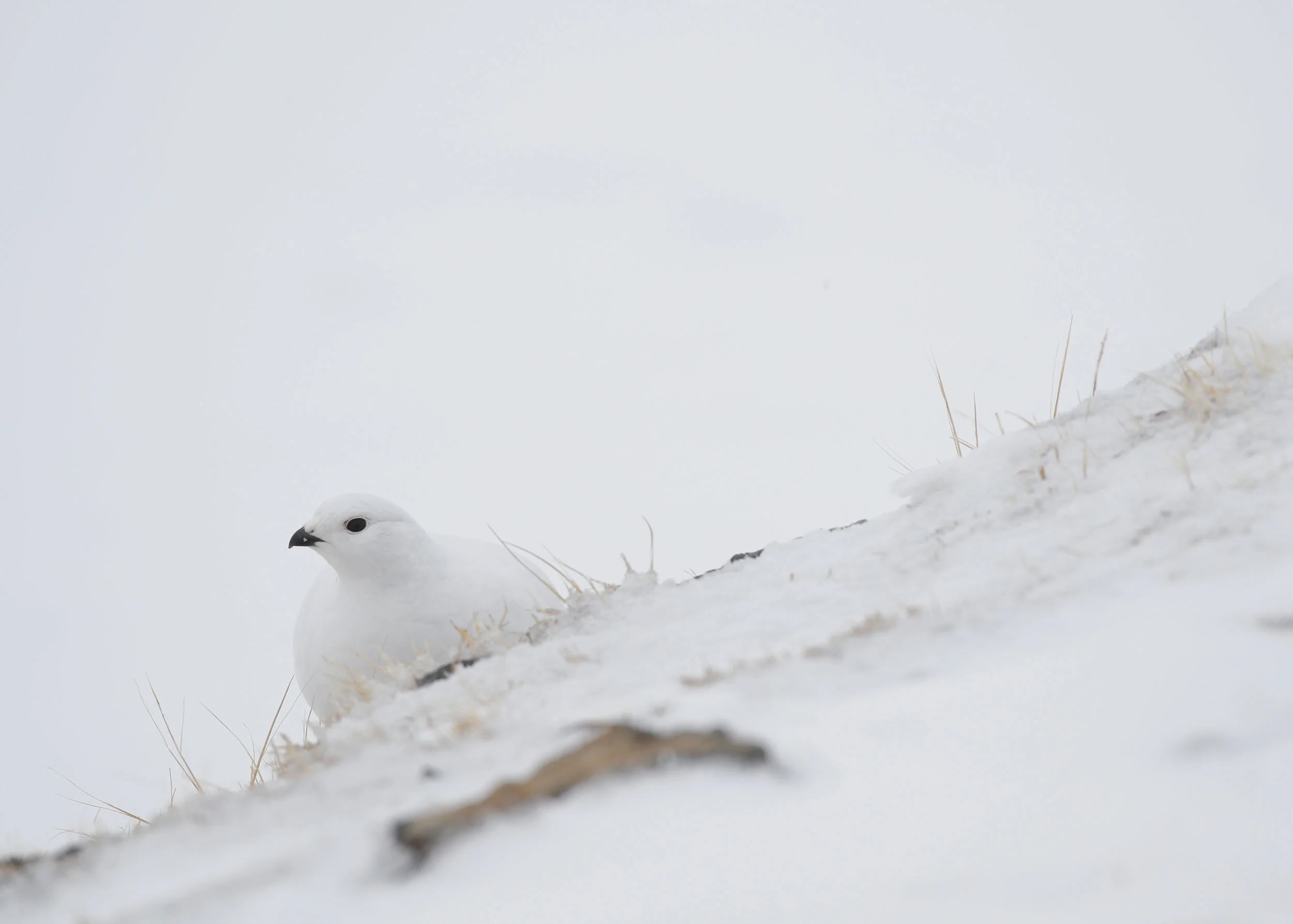_MG_0267.jpg