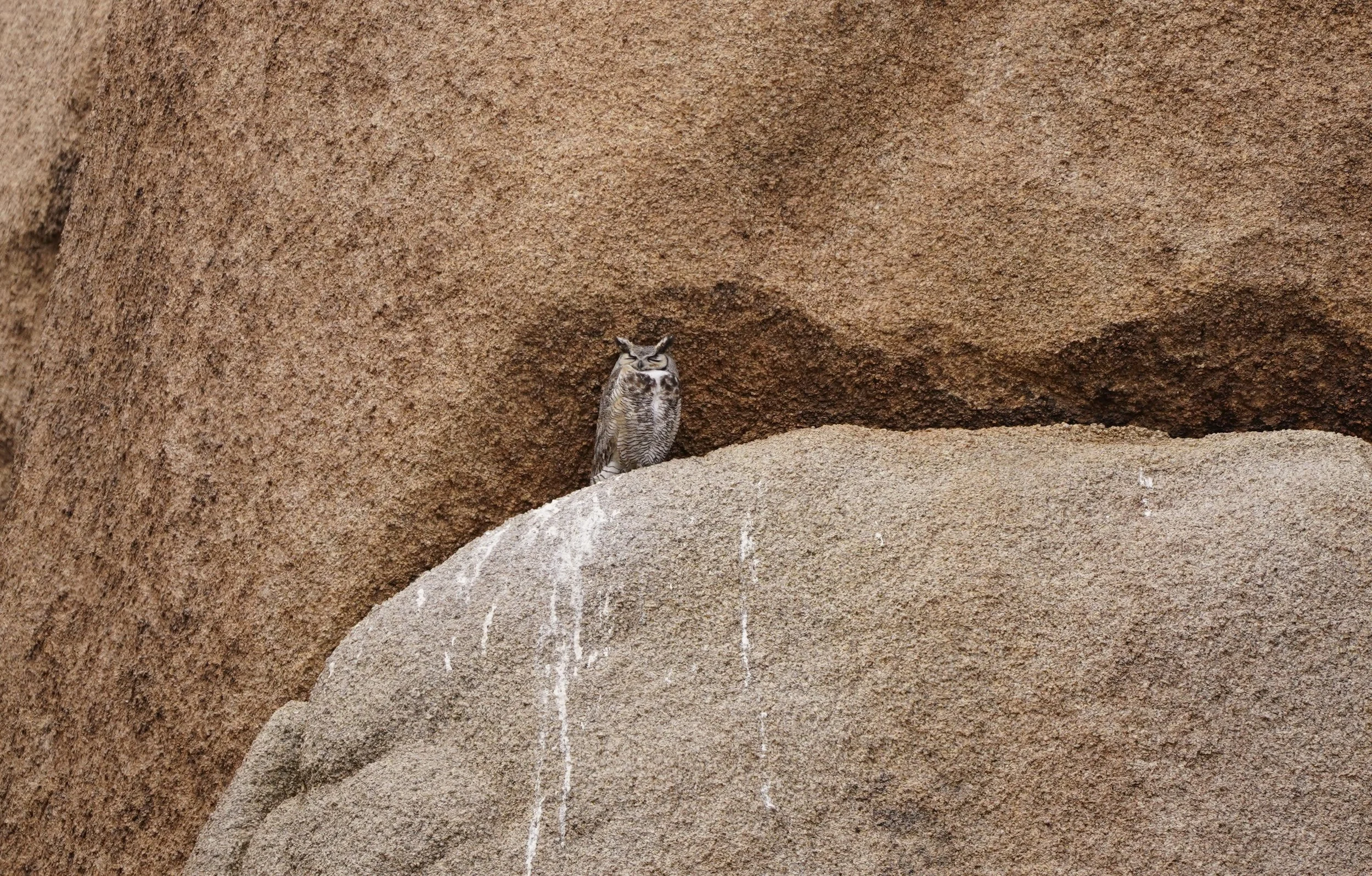 The Great Horned Owl