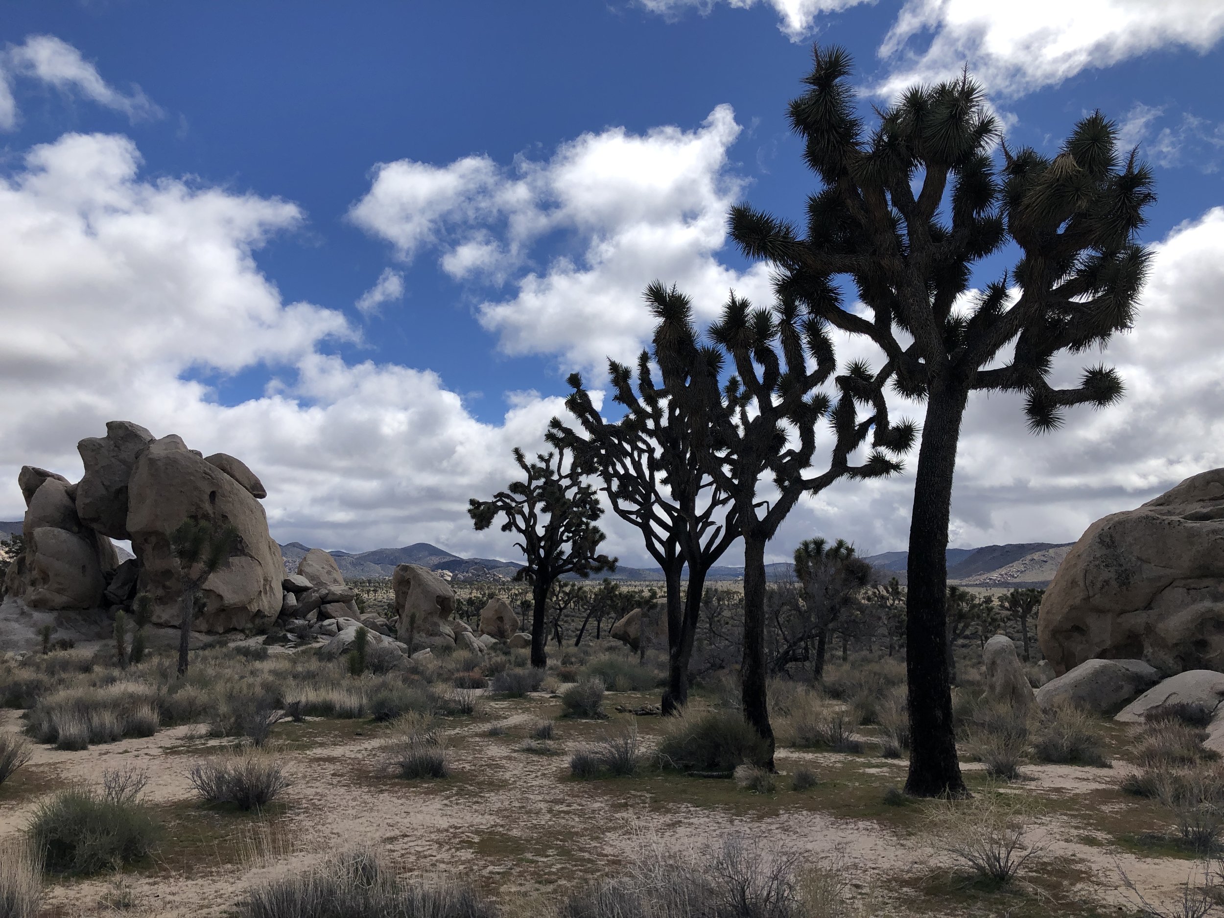 Owl Big Year: Part 5 of 19