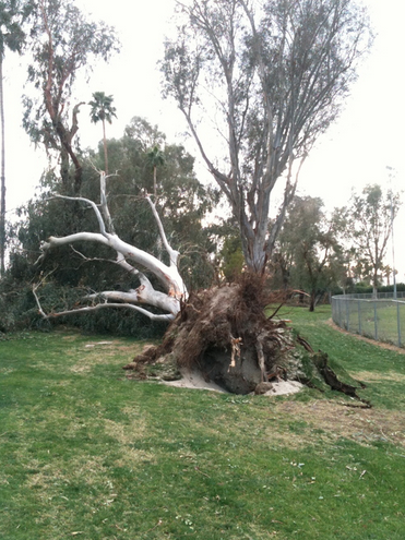 Damage in Demuth Park after a severe winter windstorm.