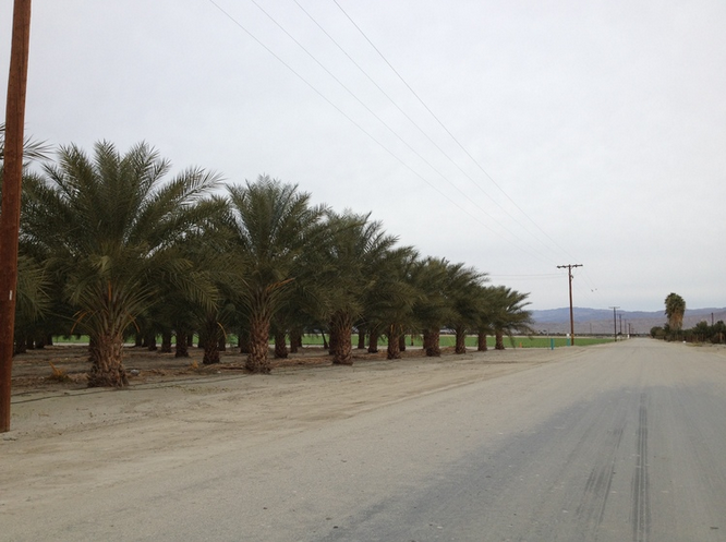 Cloudy day in the date groves near Mecca.