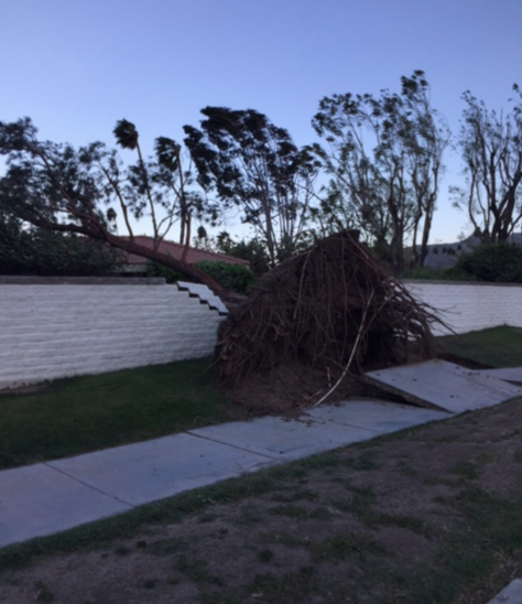 Fallen tree near Cerritos and Mesquite, in Palm Springs