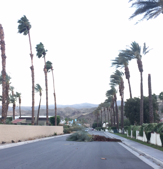 Date palm snapped in Cathedral City, not far from Golf Club Dr.