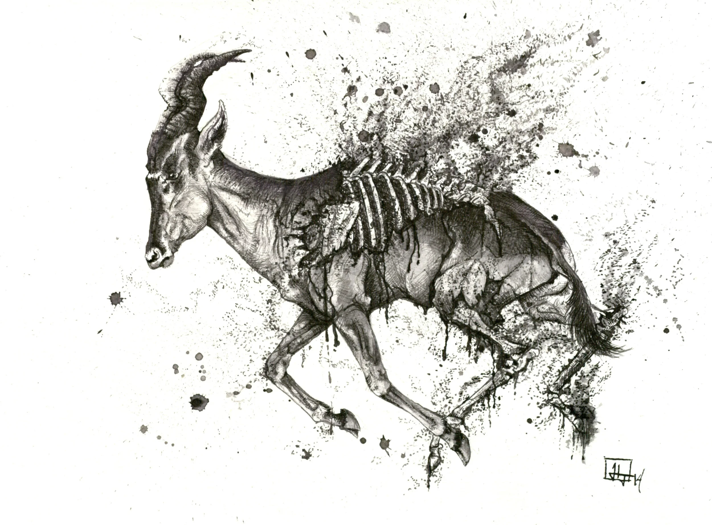 Extinction of the Bubal Hartebeest
