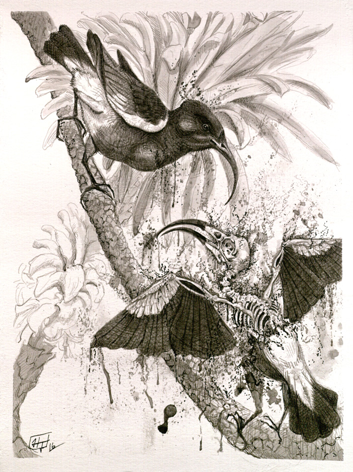Extinction of the Hawaiian Mamo