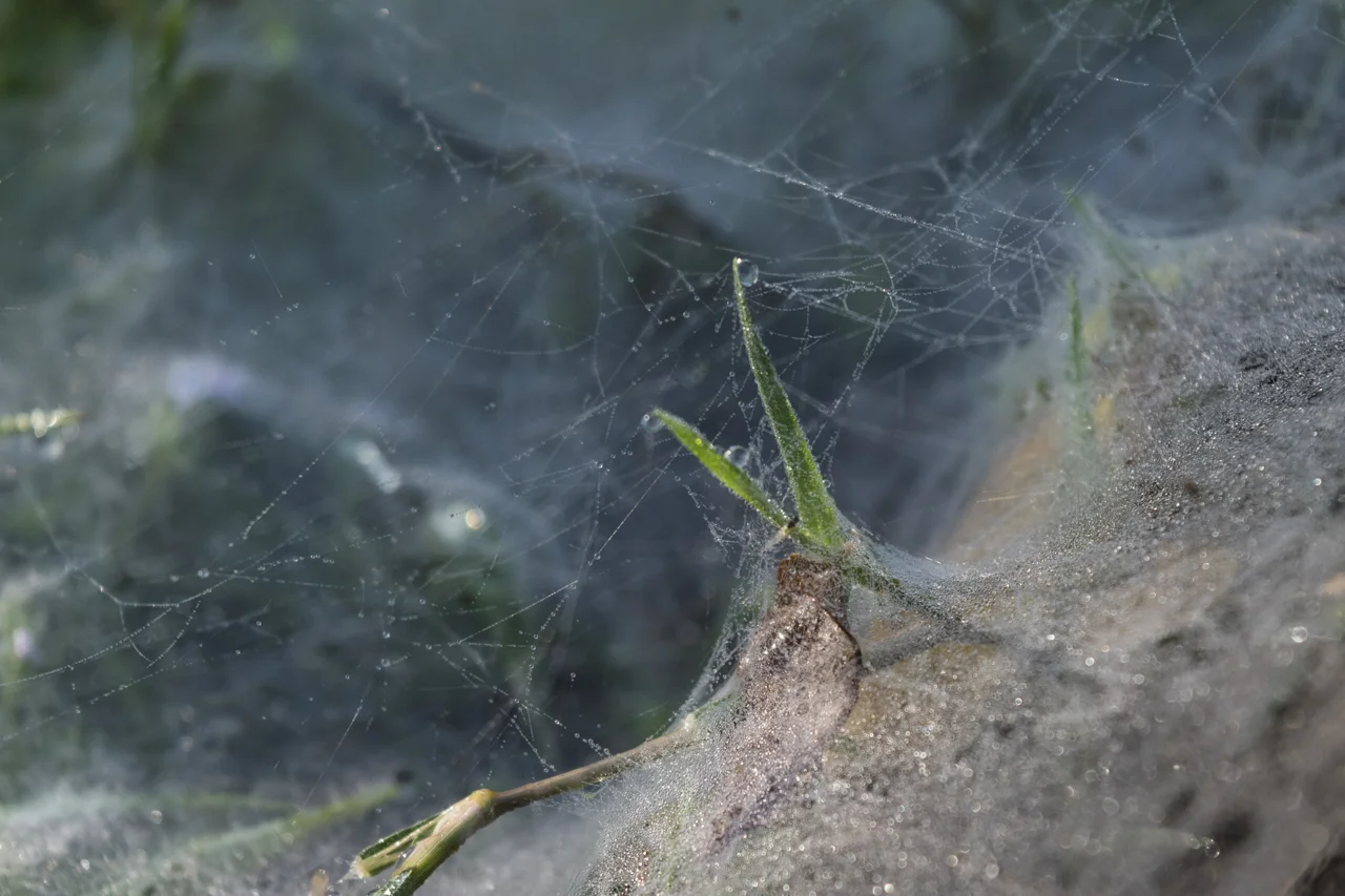 Nature 2