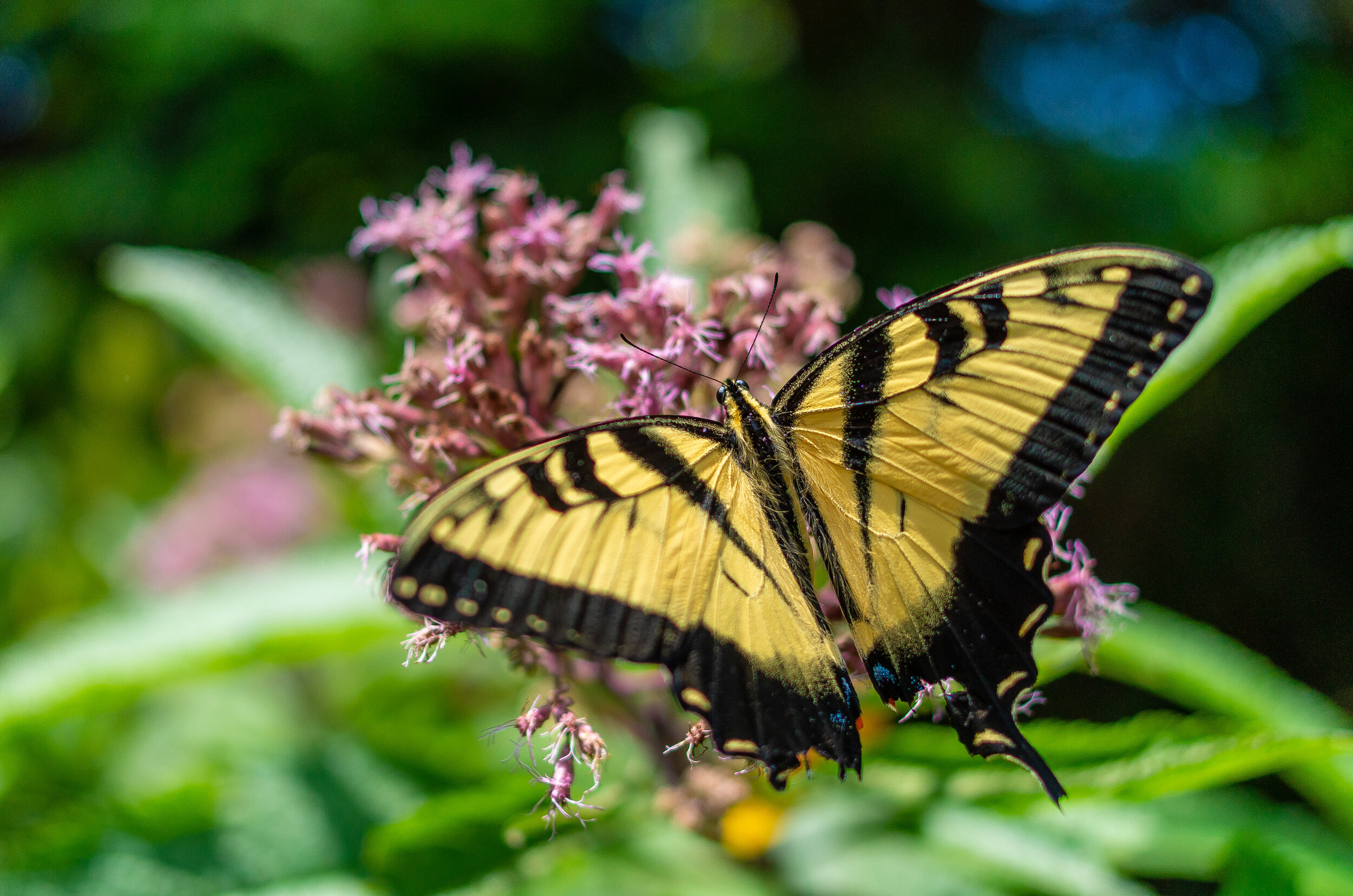 20140803_IMGP4114_PENTAX-EXPORT.jpg