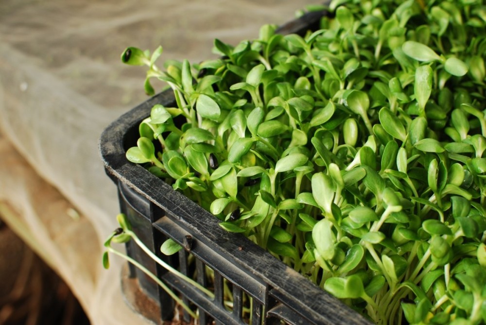 Crunchy sunflower sprouts