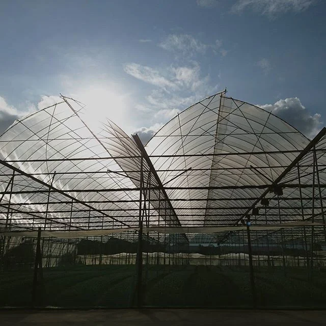 Our beautiful farm
#sgfarms #farming #singapore #vscocam #sgyoungfarmers