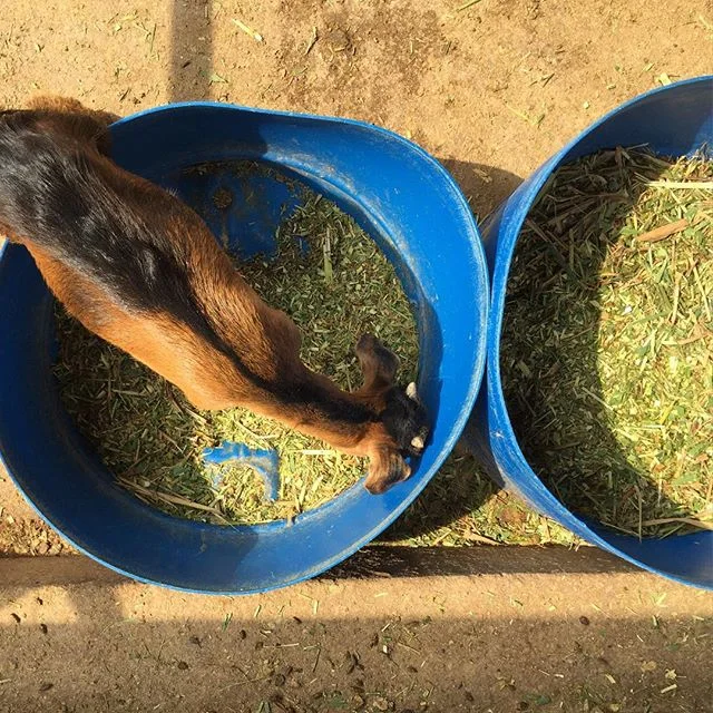 This hungry lil' goat has got the whole bucket to himself! #nomnom #eatlocal #singavore #igsg #mehmeh #sgfarming