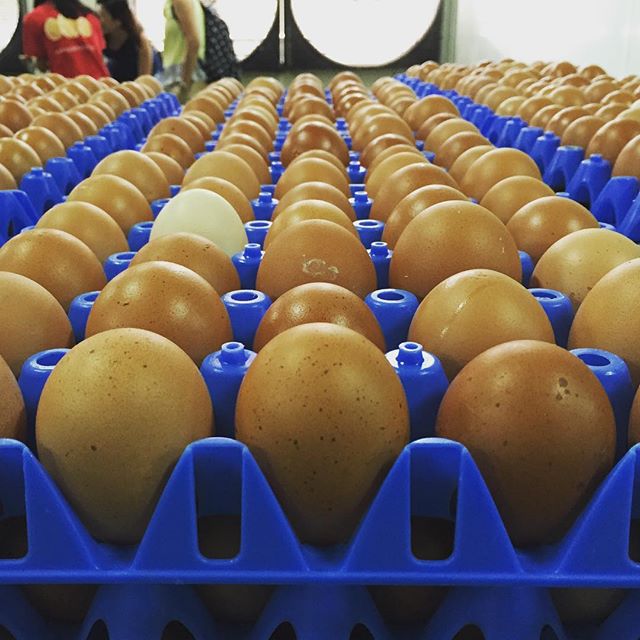 What an egg-ducational morning at N&amp;N egg farm! Did you know that they produce 400,000 eggs a day?