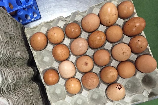Like human beings, eggs come in all shapes, sizes, and colours. But we're all the same inside 🍳 Happy Sunday everyone!