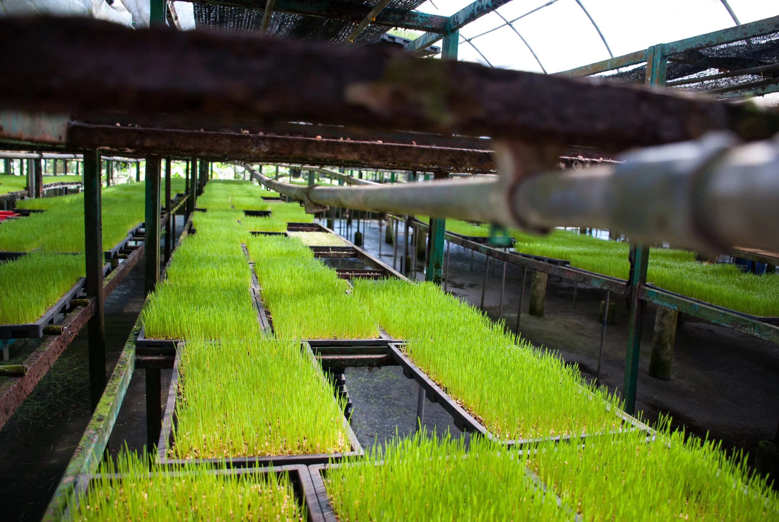 The wheatgrass is watered regularly with an automated sprinkler system 