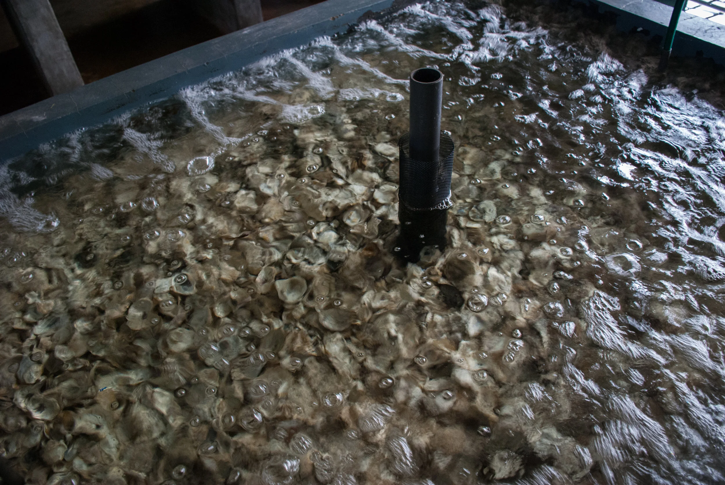Oyster shells are used as a filter medium to maintain water quality. They are also rich in nutrients such as magnesium, calcium and sodium.