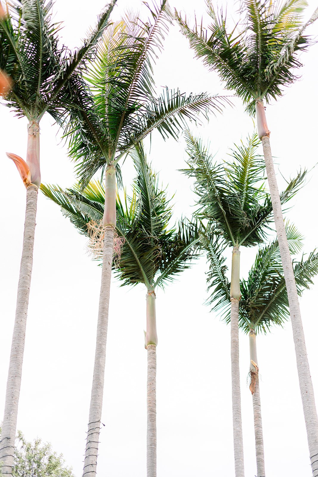 Casa Romantica wedding photo