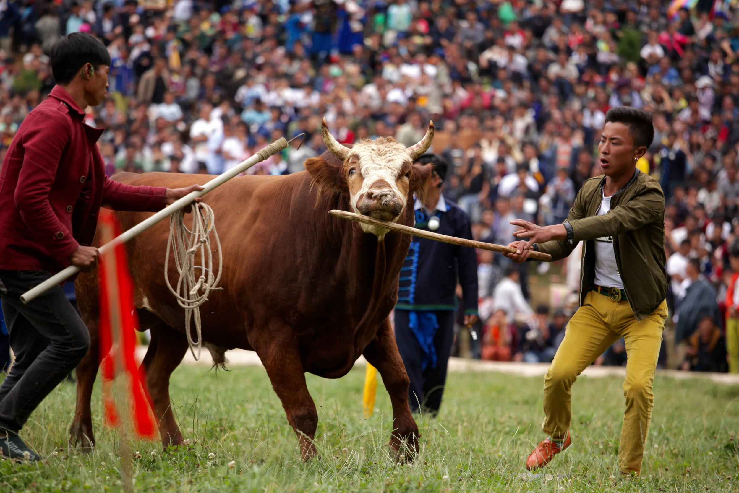 Yi men control a bull between a bull fight during Torch Festival celebrations in Liangshan prefecture, Sichuan province, China, July 2016 (1).jpg