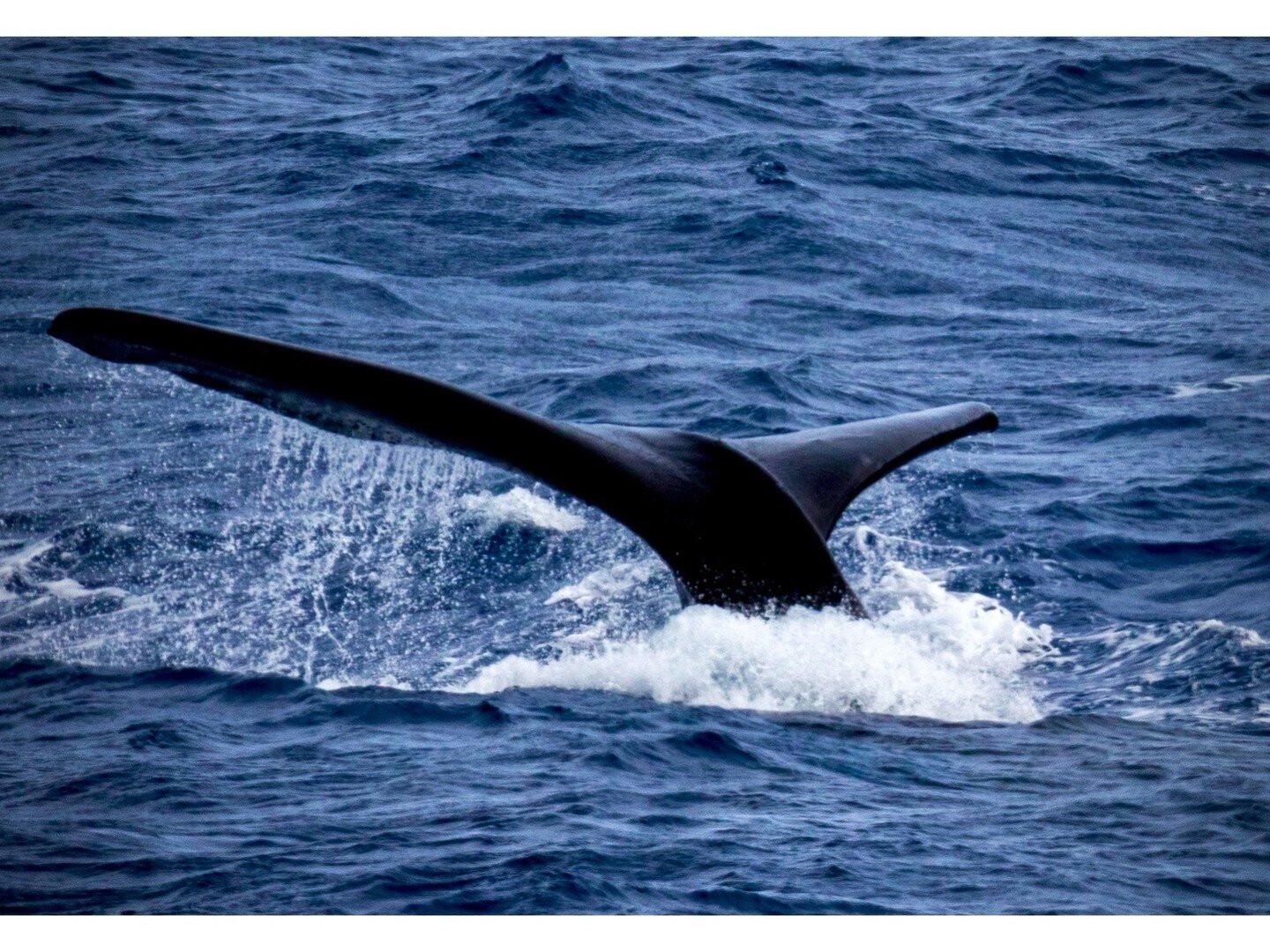 Just a few days after departure and shortly after the albatross meeting, we encountered our first southern right whales! I was so awestruck from the sighting of these incredible, ancient animals being so close to us! I have seen smaller whales before