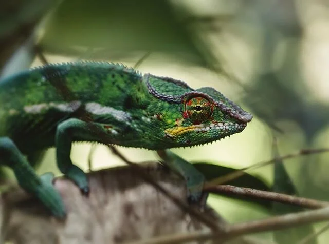 Chercher les cam&eacute;l&eacute;ons partout et enfin... 🤩