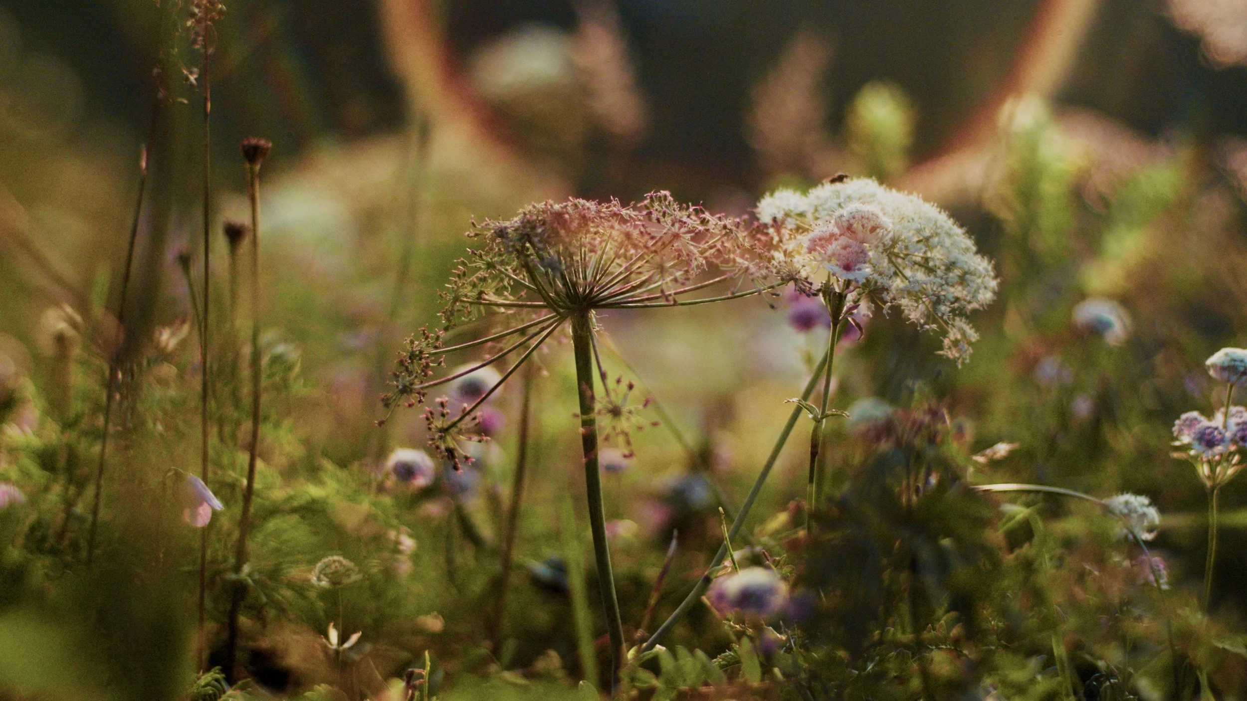 ALPEOR PRORES SANS SOUS TITRES.00_00_20_06.Still003.jpg