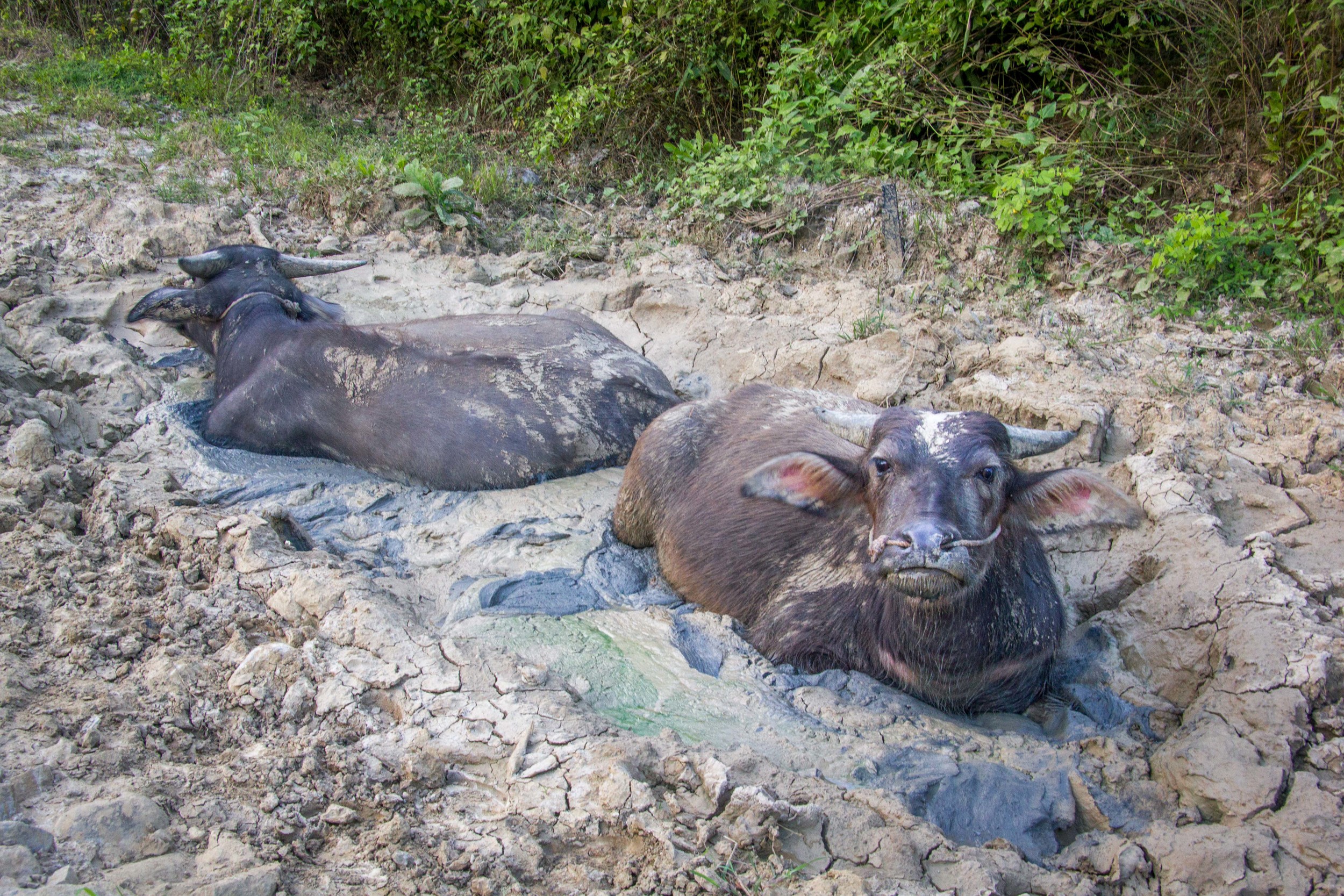Some buffalo loving life