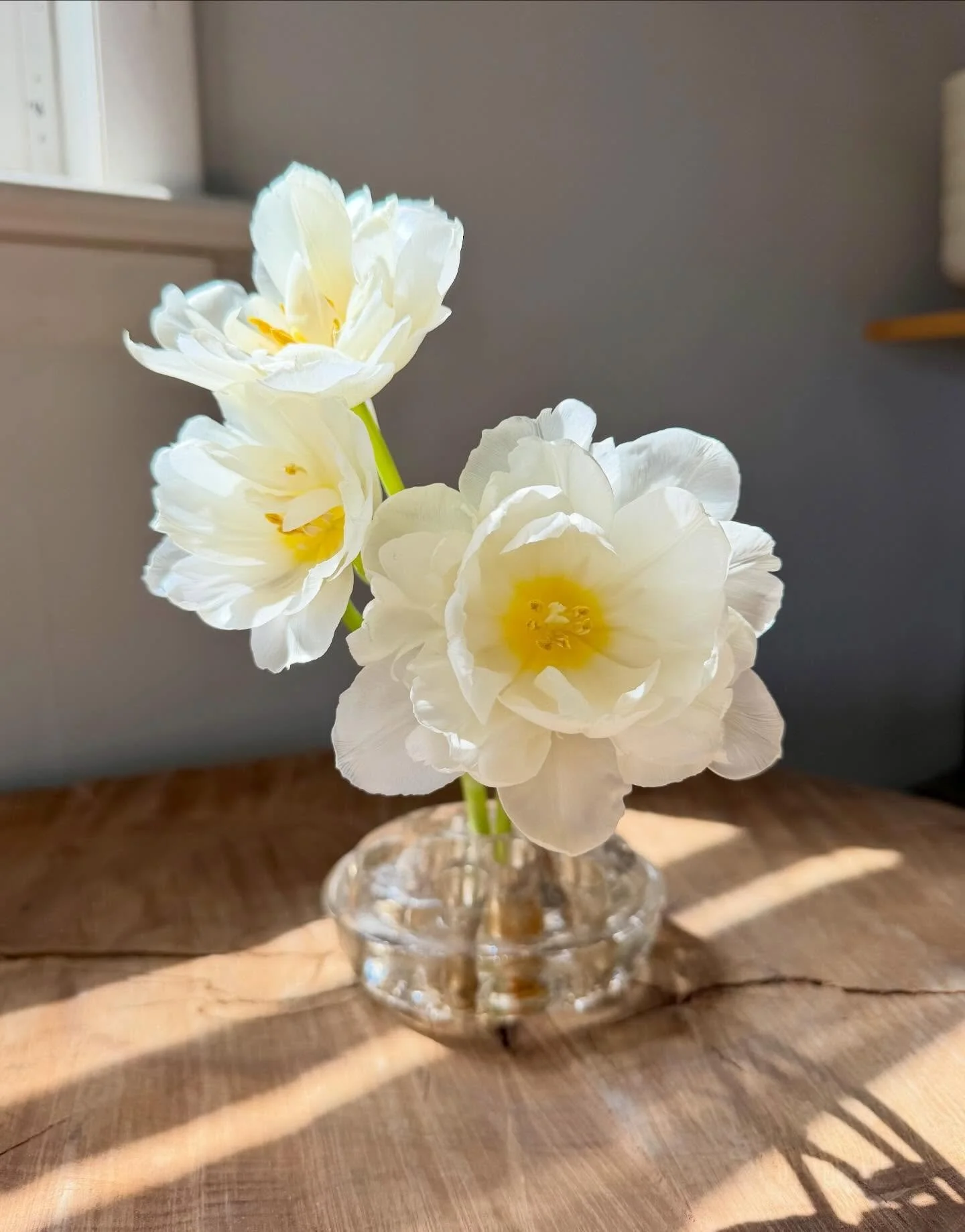 Studio sunbeams on fluffy double tulips from last weekend. ☀️