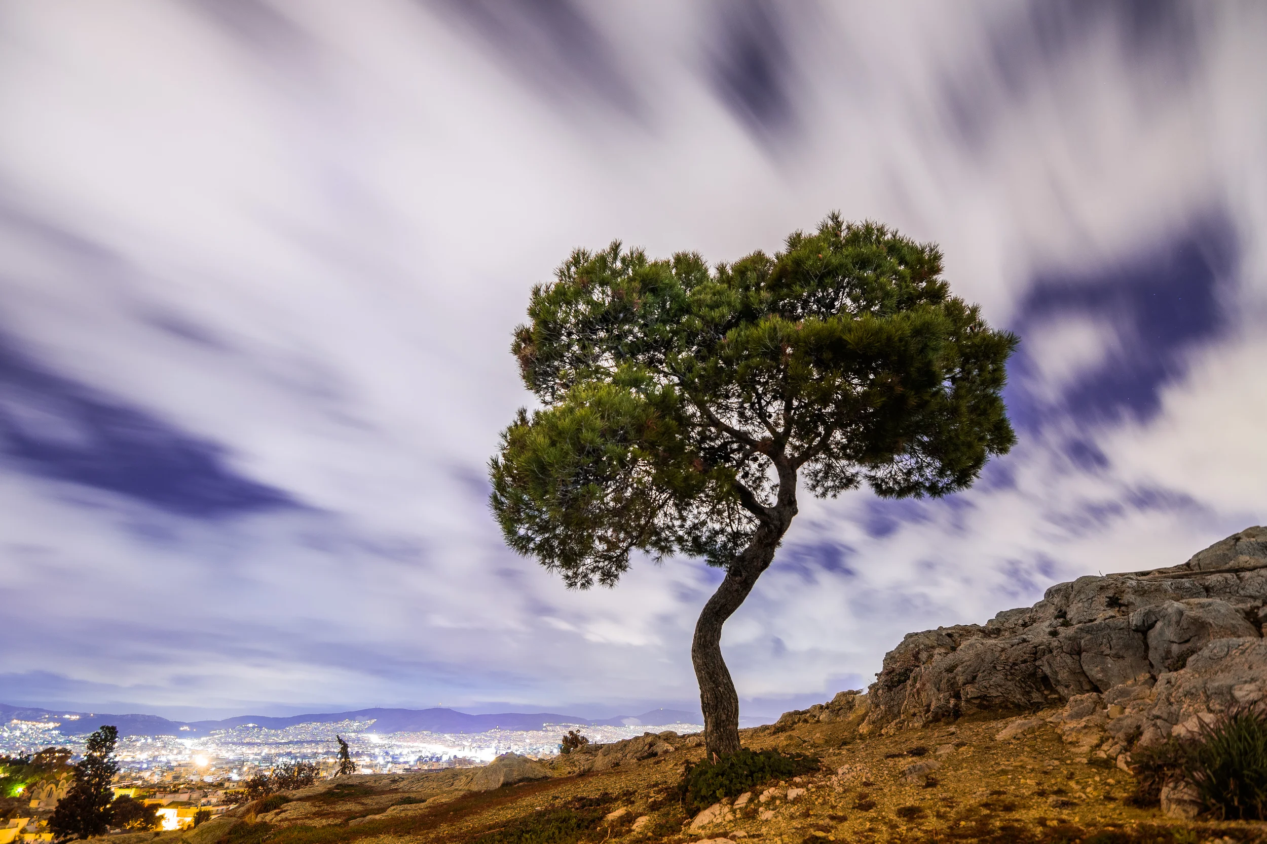 Lone tree