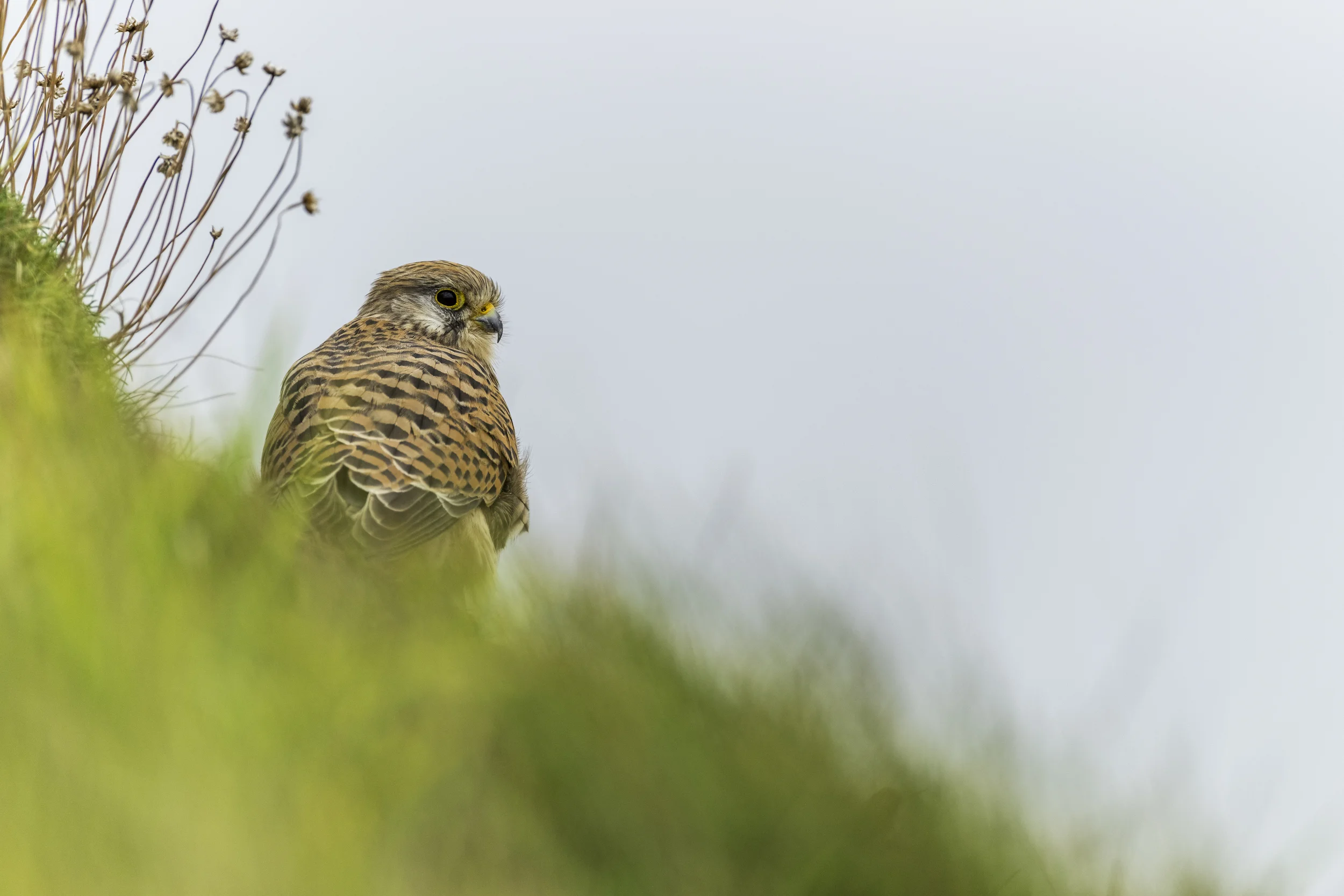 Kestrel