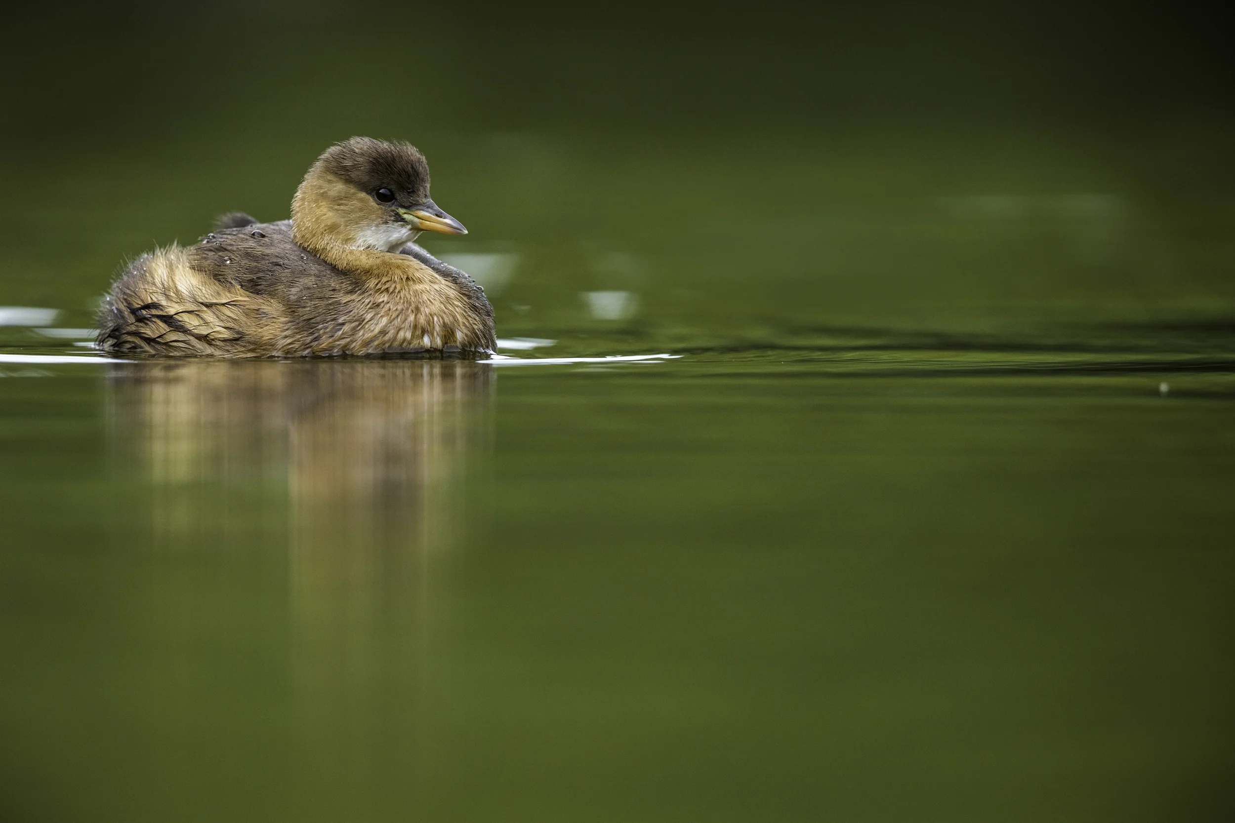 Little Grebe
