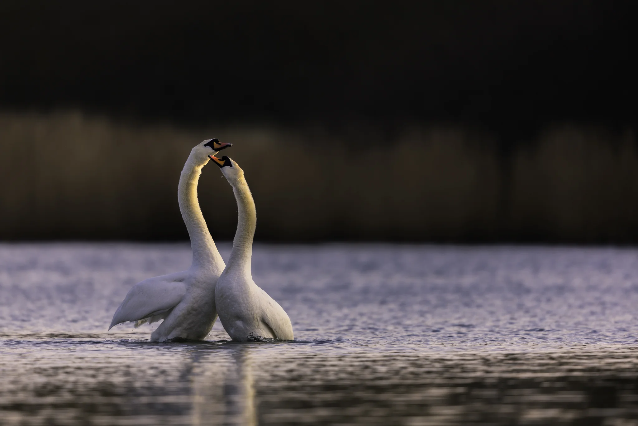 Swan Lake