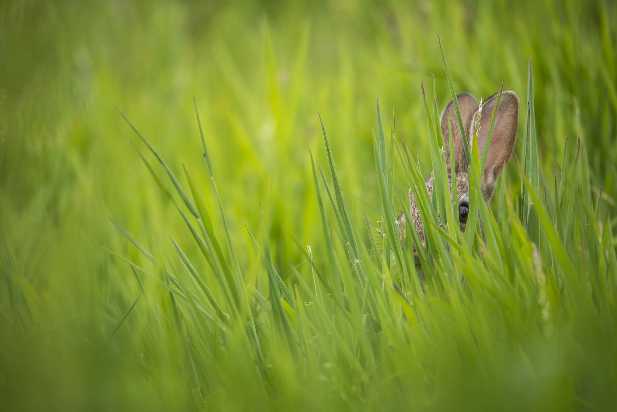 Young Rabbit Hiding