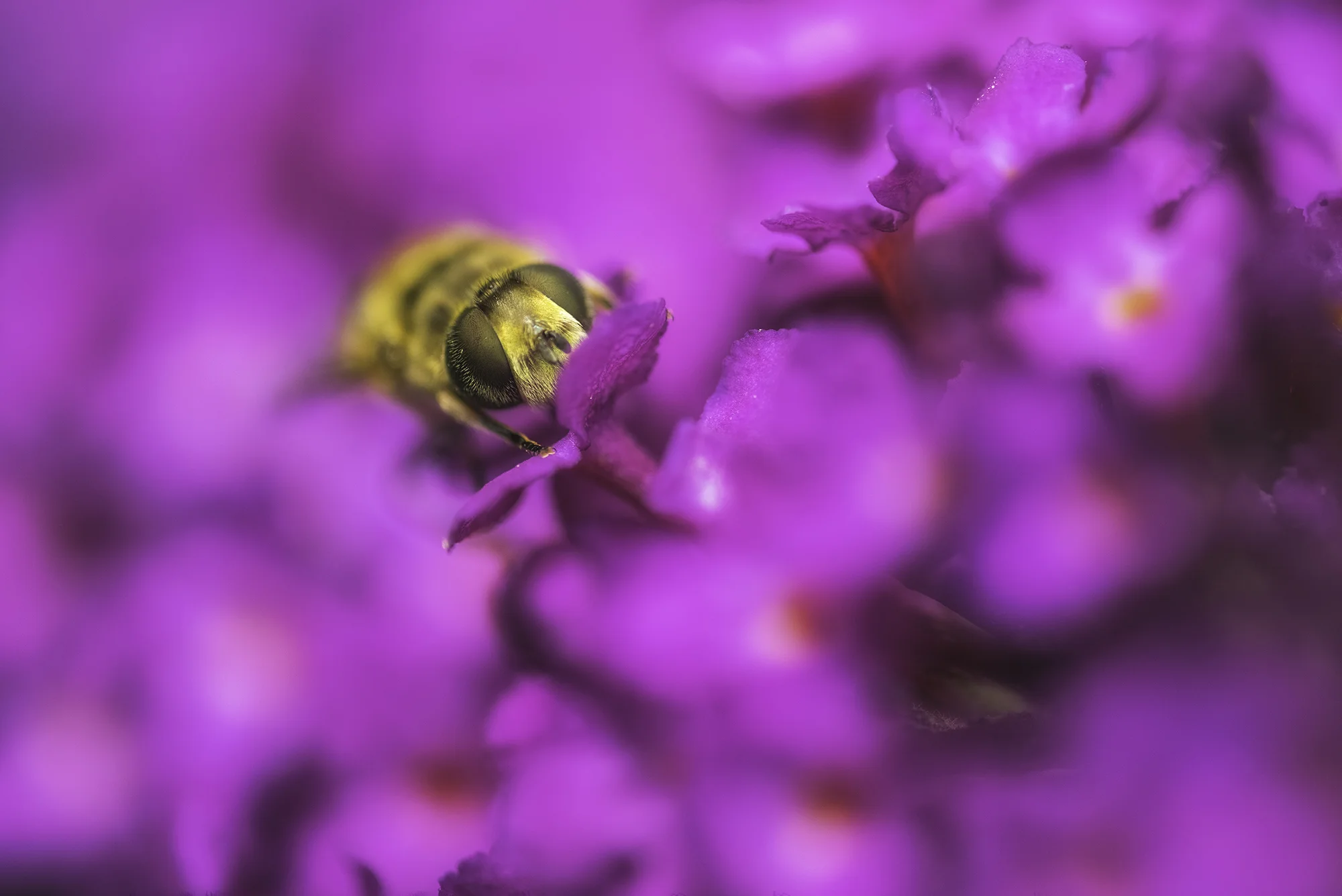 Hoverfly
