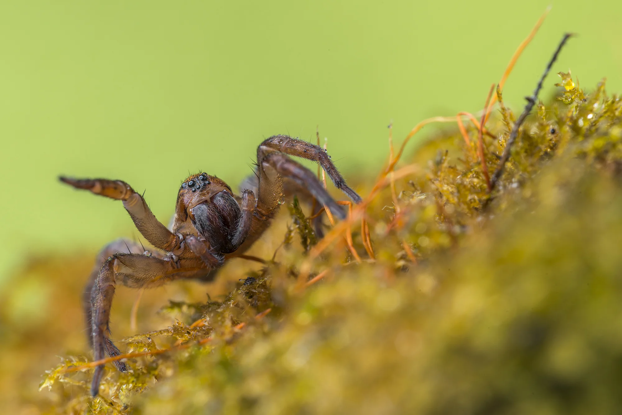 Wolf spider - Creatures great and small.jpg